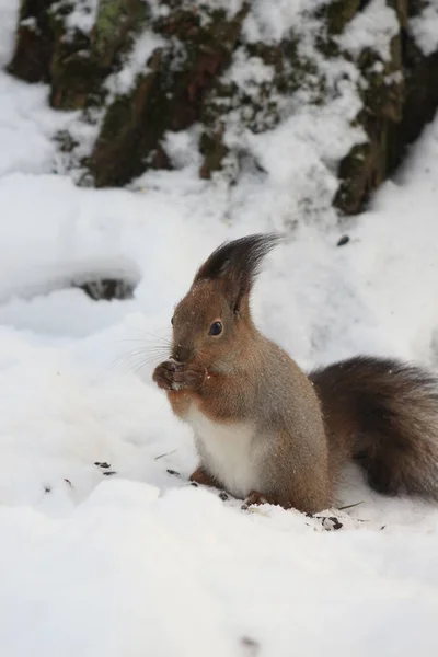 Eekhoorn Het Winterpark — Stockfoto