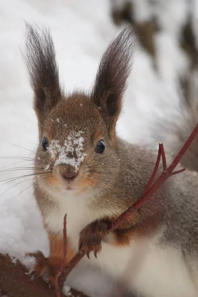 Eichhörnchen Auf Baum Winterpark — Stockfoto
