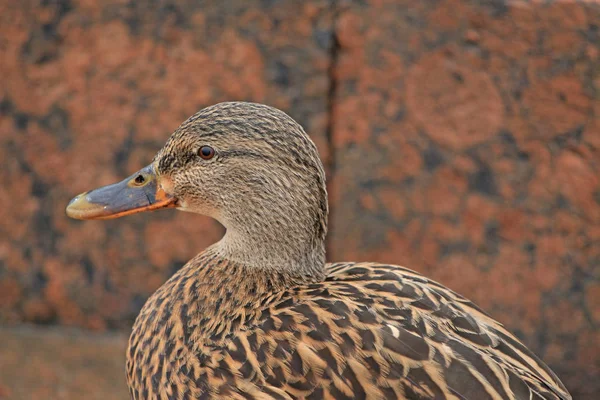冬季花岗岩堤上的鸭 — 图库照片