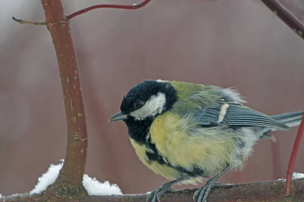 Tit Una Rama Parque Invierno — Foto de Stock