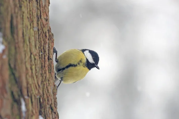 Titmouse Tree Winter Forest — Stock Photo, Image