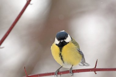 yaban mersini bir kış parkta dal