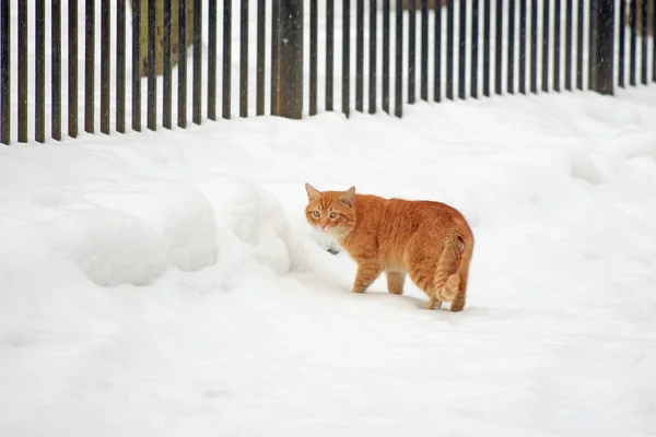 Червоний Кіт Білому Снігу — стокове фото