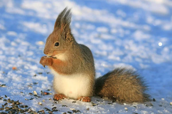 Eichhörnchen Winterpark Auf Weißem Schnee Der Sonnenblumenkerne Isst — Stockfoto
