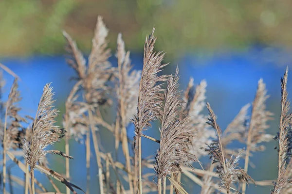 Reed Bir Göl Kıyısında — Stok fotoğraf