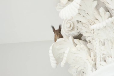 Kızıl sincap sıva ile beyaz bir dekoratif sütunda