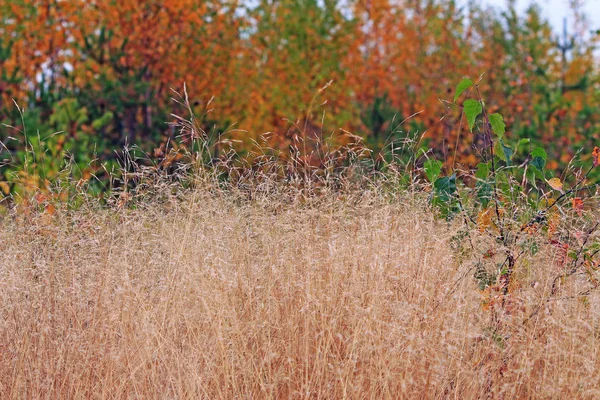 Желтая Осенняя Трава Ветру — стоковое фото