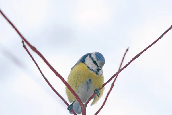 Blueberry Branch Winter Park — Stock Photo, Image