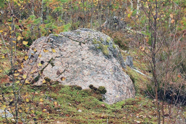 Velký Žulový Kámen Lese — Stock fotografie