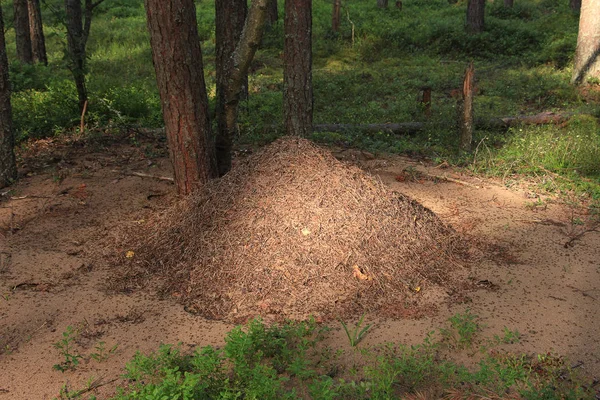 Faisceau Lumière Une Fourmilière Lumineuse Dans Forêt — Photo