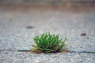 asfalt üzerinde büyüyen yeşil çimen