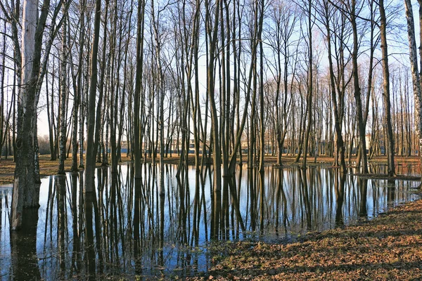 spring trees with reflection in water