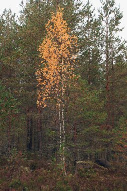 Sonbahar ormanda Sarı huş