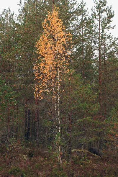 Желтая Береза Осеннем Лесу — стоковое фото