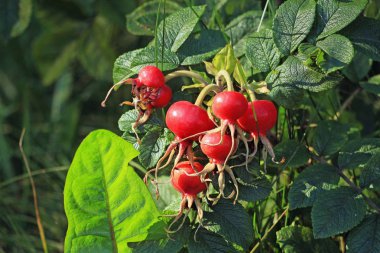 Olgun berry çalılar bir Bush