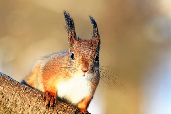 Eichhörnchen Winterpark — Stockfoto