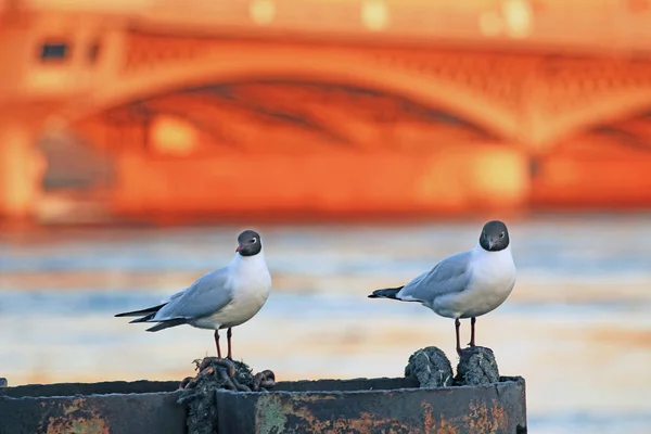 Gaivotas Cais Pôr Sol — Fotografia de Stock