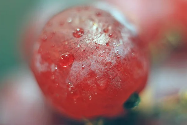 Gotas Agua Una Uva — Foto de Stock