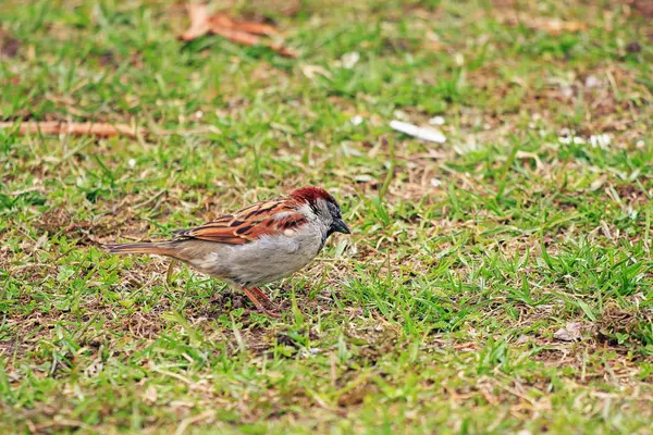 Little Sparrow Het Gazon — Stockfoto