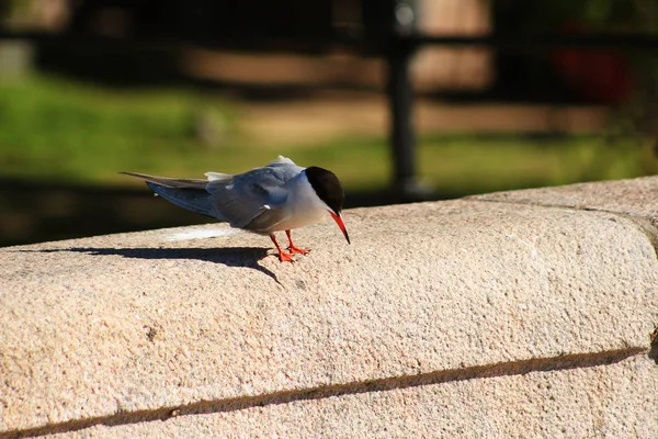 Caspian Tern Granite Embankment Looking — Stock Photo, Image