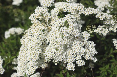 parkta Blooming erkeçsakalı bush