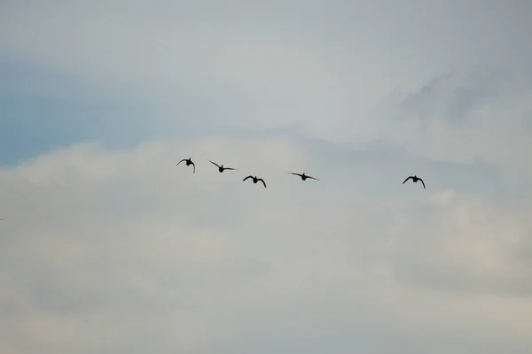 Flygande Flock Ankor — Stockfoto