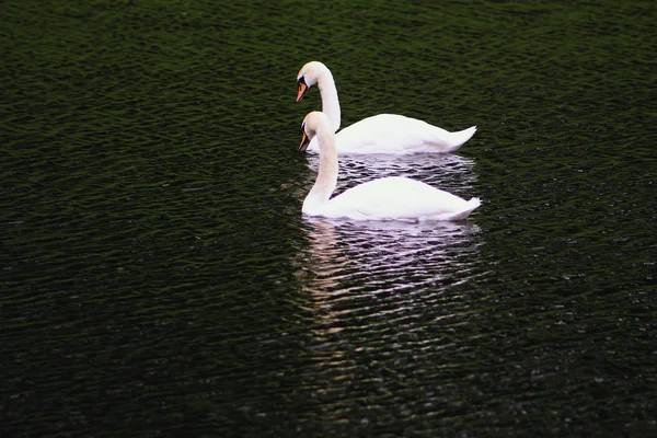 Par Cisnes Brancos Lago — Fotografia de Stock