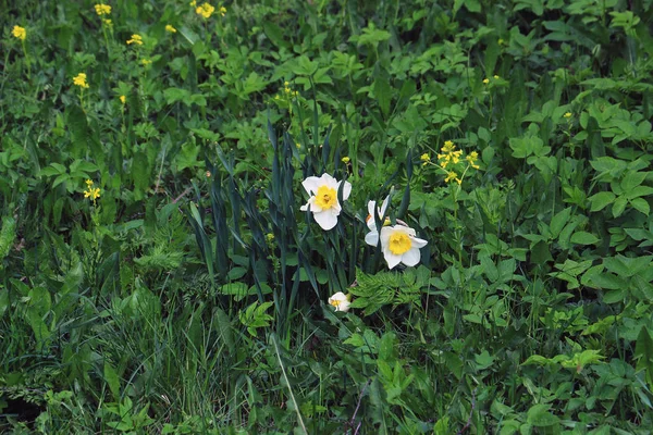 緑の牧草地に水仙花 — ストック写真