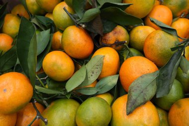 sarı ve yeşil mandalinalar ve yapraklar bir torbada toplanır.