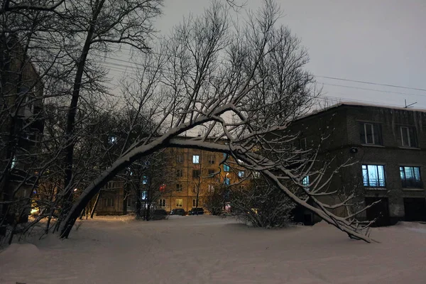 Изогнутое Дерево Над Тропинкой Улице Зимней Ночи Города Покрытой Снегом — стоковое фото