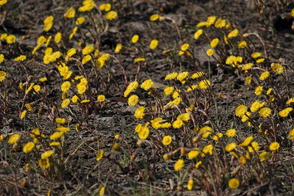 最初の春の花お母さんと継母が芝生の上で花を咲かせ — ストック写真