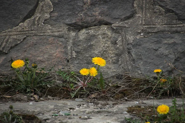古い石垣の近くに黄色いタンポポを咲かせ — ストック写真