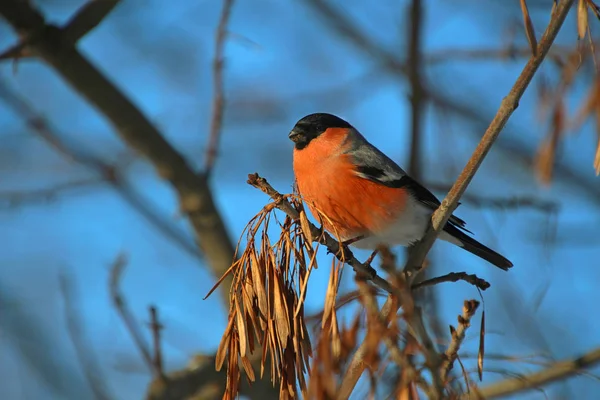 Red Breasted Bullfinch Branch Winter Park — Stock Photo, Image