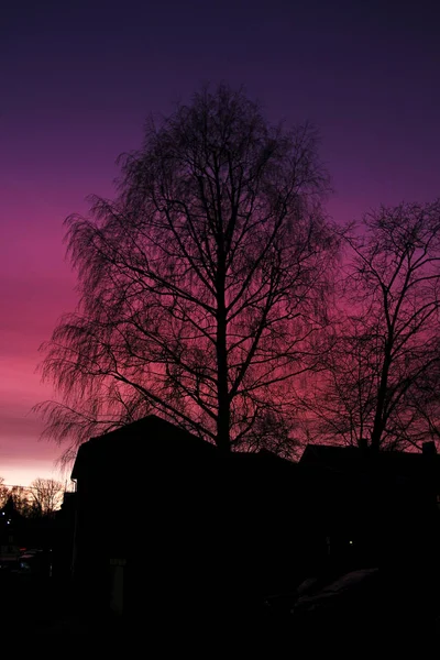 美しい夕焼け空を背景に木々のシルエットが — ストック写真