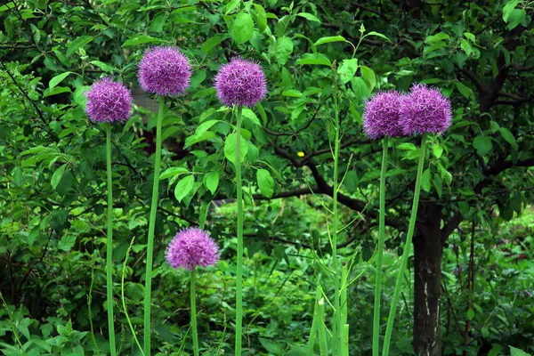 素朴な庭に観賞用のタマネギの植物の紫色の花を咲かせる — ストック写真