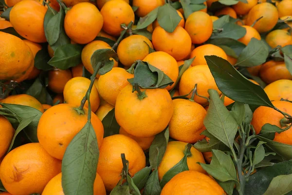 harvested ripened orange mandarins with branches and leaves lying in a heap