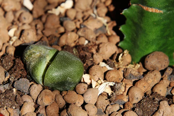 Planta Verde Piedra Viva Lithops Entre Pequeñas Piedras Arcilla Expandida — Foto de Stock