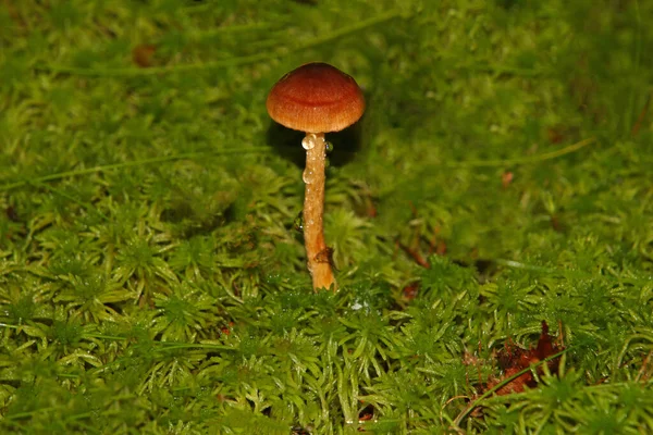 Pequeno Cogumelo Com Gotas Orvalho Uma Perna Entre Musgo Verde — Fotografia de Stock