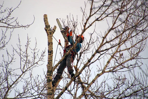 Muž Vysoko Kmeni Stromu Řeže Větve Ruční Pilou — Stock fotografie