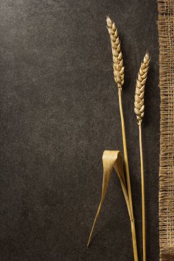 Buğday siyah kulaklar