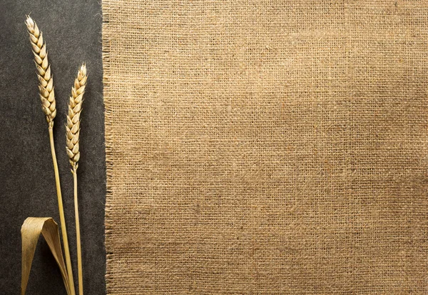 小麦在黑色背景上的耳朵 — 图库照片