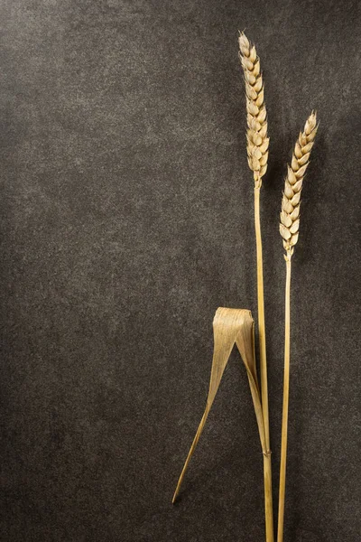 黒の背景に小麦の耳 — ストック写真