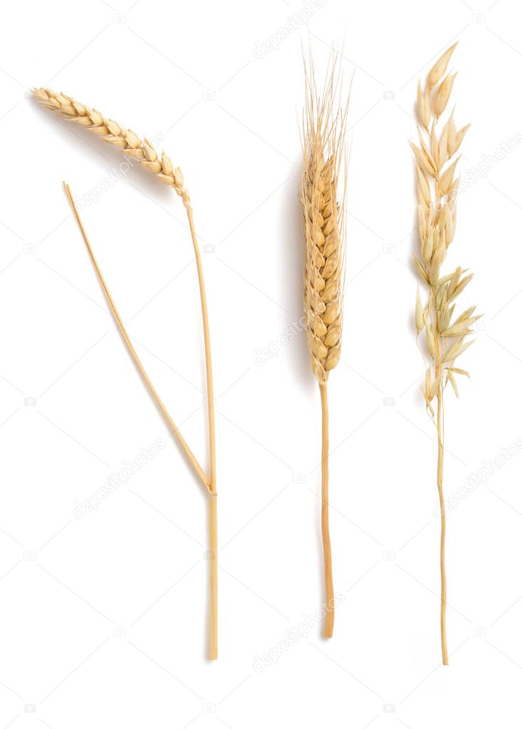 ears of wheat, oat and barley isolated on white