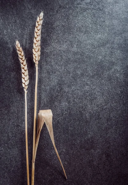 Orecchie di grano su fondo nero — Foto Stock