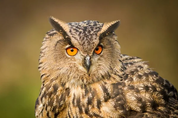 Búho águila euroasiática — Foto de Stock