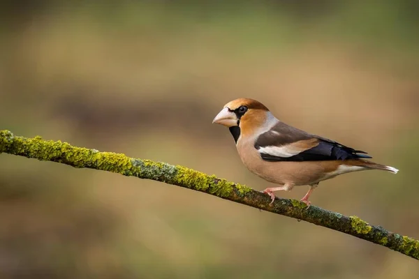 Grubodziób Zwyczajny Coccothraustes Coccothraustes Siedzi Oddziale Kolorowy Ptak Ptak Gałęzi — Zdjęcie stockowe