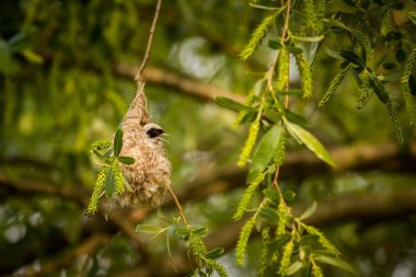 Çulha kadar kapatın