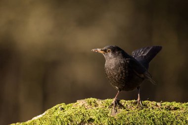 Avrasya Blackbird kadar kapatın