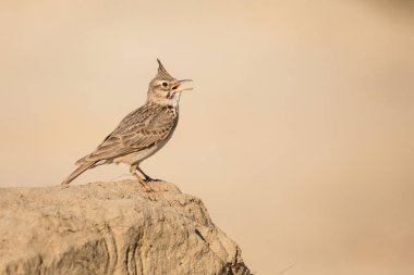 Tepeli toygar kadar kapatın