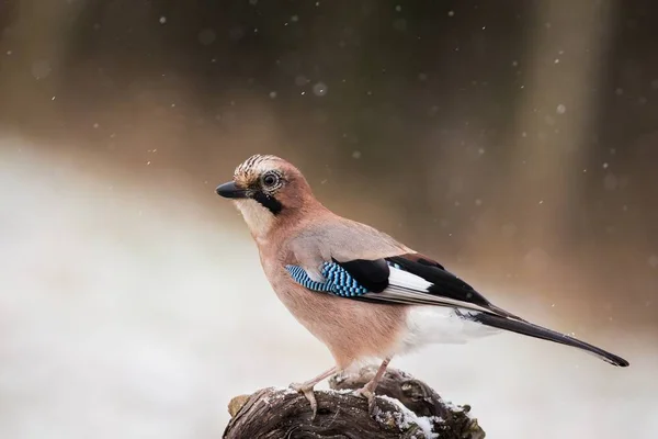 Jay eurasiático (Garrulus glandarius ) — Foto de Stock